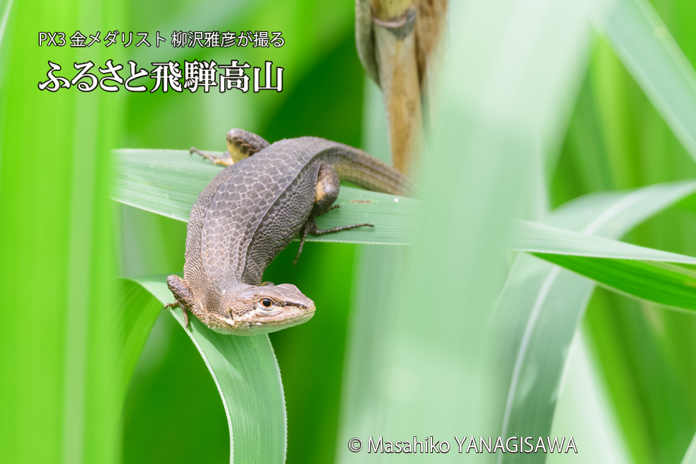 飛騨高山に棲むカナヘビの写真です。