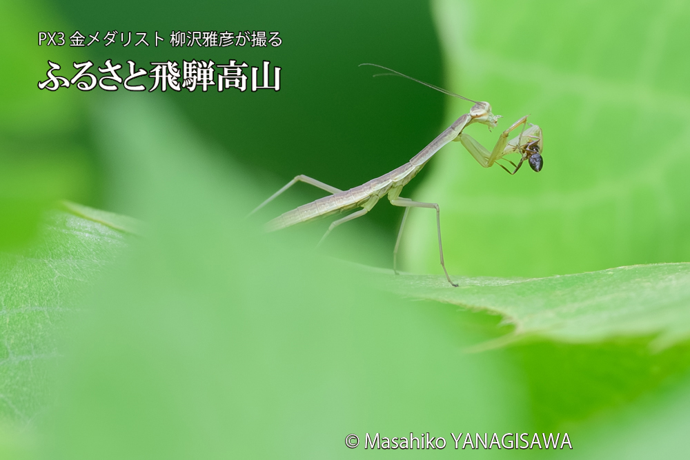 飛騨高山に棲むカマキリの写真です。
