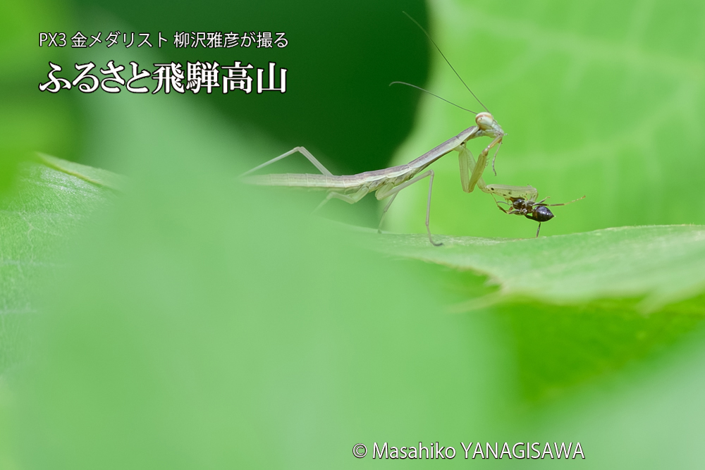 飛騨高山に棲むカマキリの写真です。