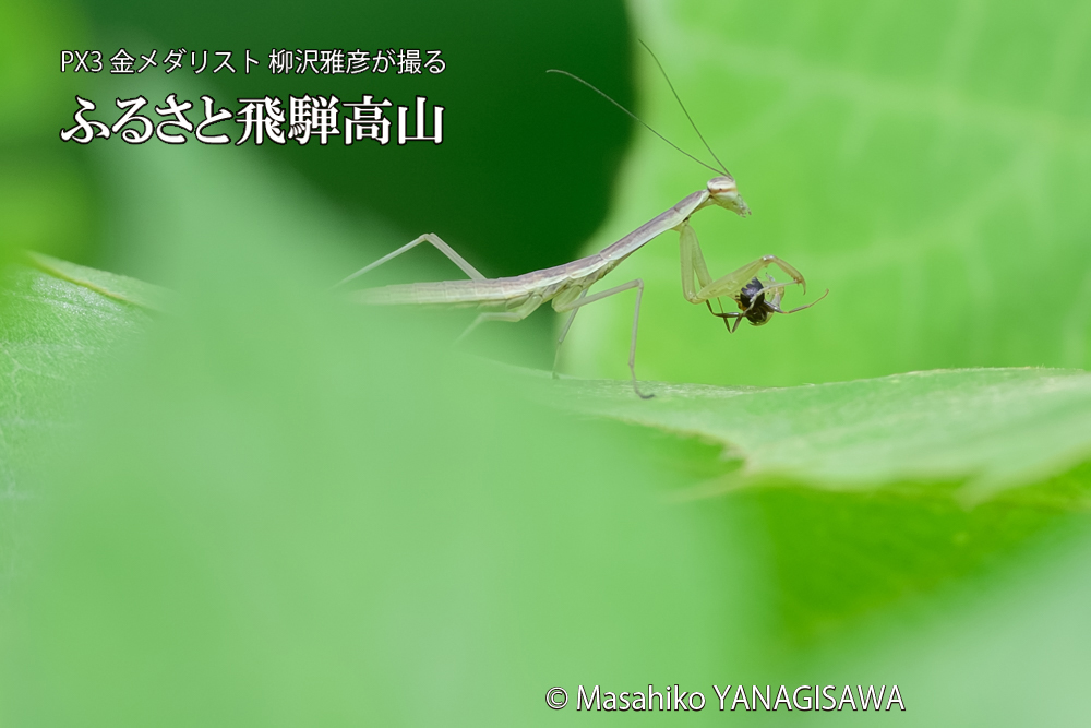 飛騨高山に棲むカマキリの写真です。