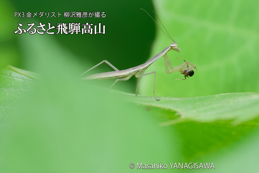 飛騨高山に棲むカマキリの写真です。