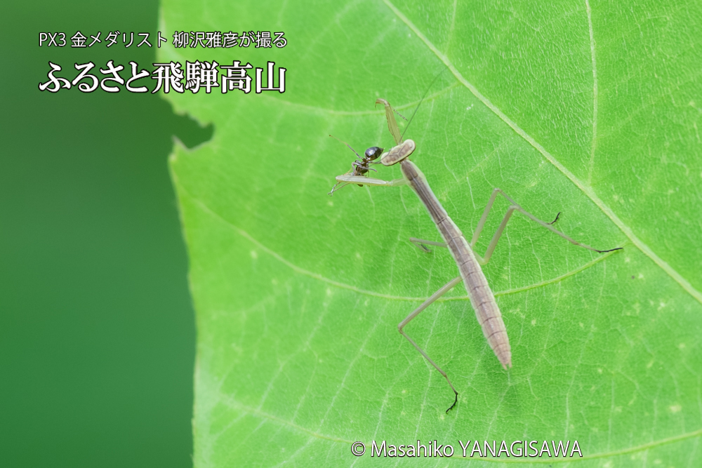 飛騨高山に棲むカマキリの写真です。
