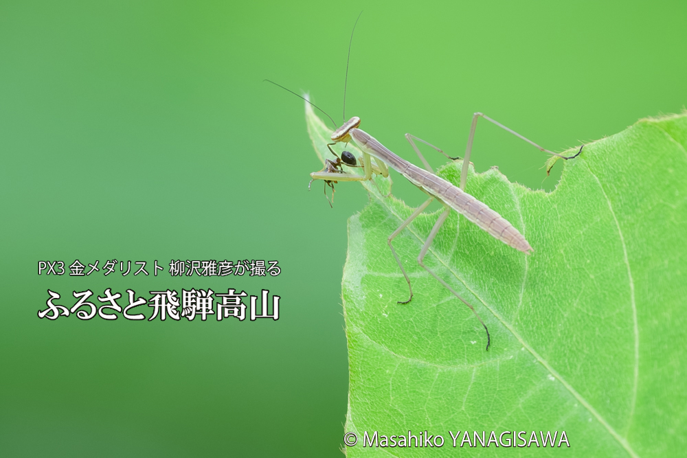飛騨高山に棲むカマキリの写真です。