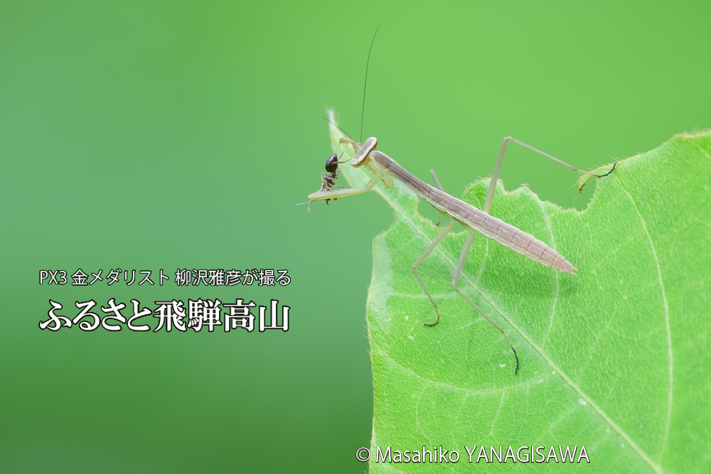 飛騨高山に棲むカマキリの写真です。