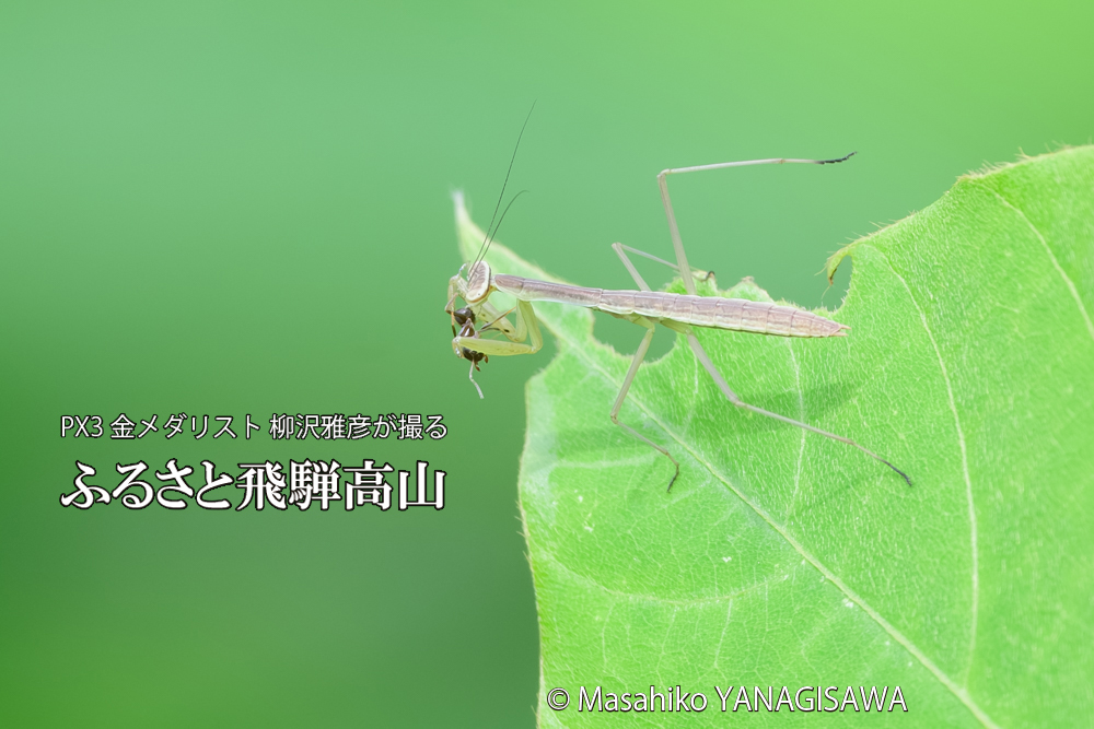 飛騨高山に棲むカマキリの写真です。