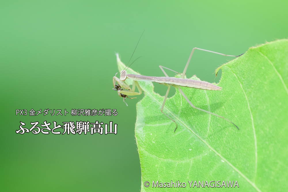 飛騨高山に棲むカマキリの写真です。
