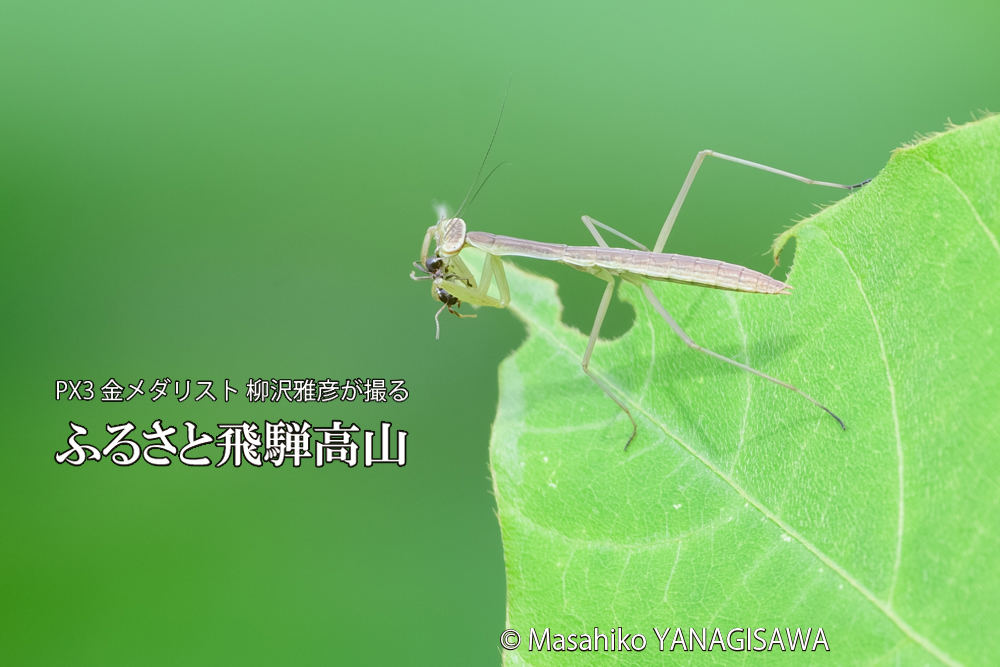 飛騨高山に棲むカマキリの写真です。