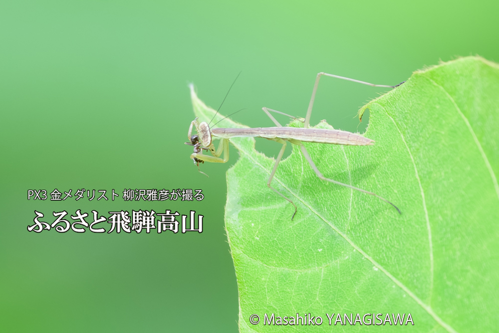 飛騨高山に棲むカマキリの写真です。