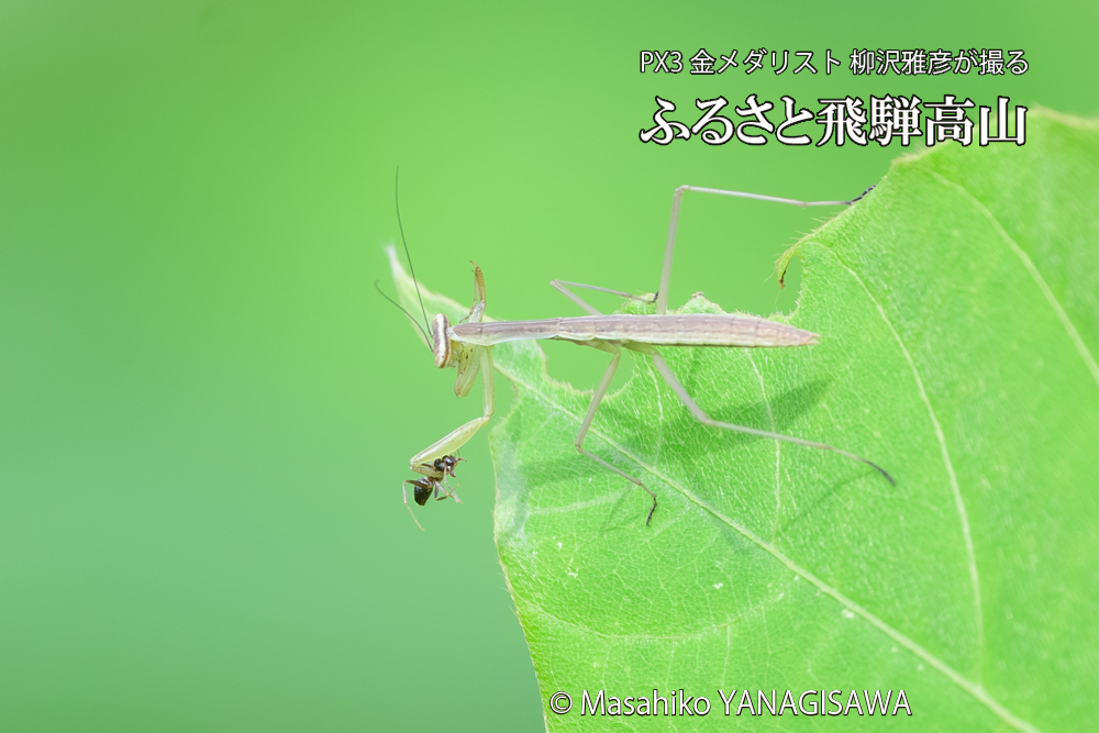 飛騨高山に棲むカマキリの写真です。