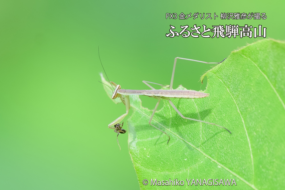 飛騨高山に棲むカマキリの写真です。