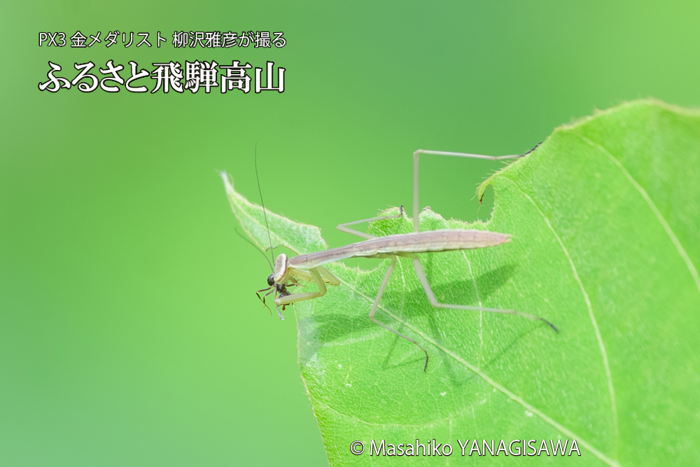 飛騨高山に棲むカマキリの写真です。