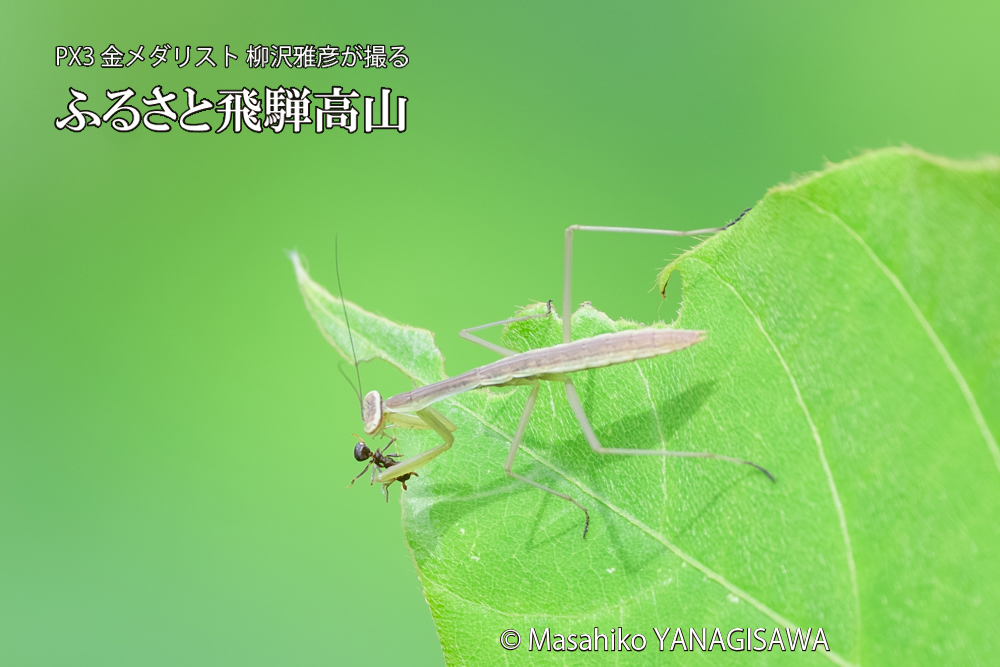飛騨高山に棲むカマキリの写真です。