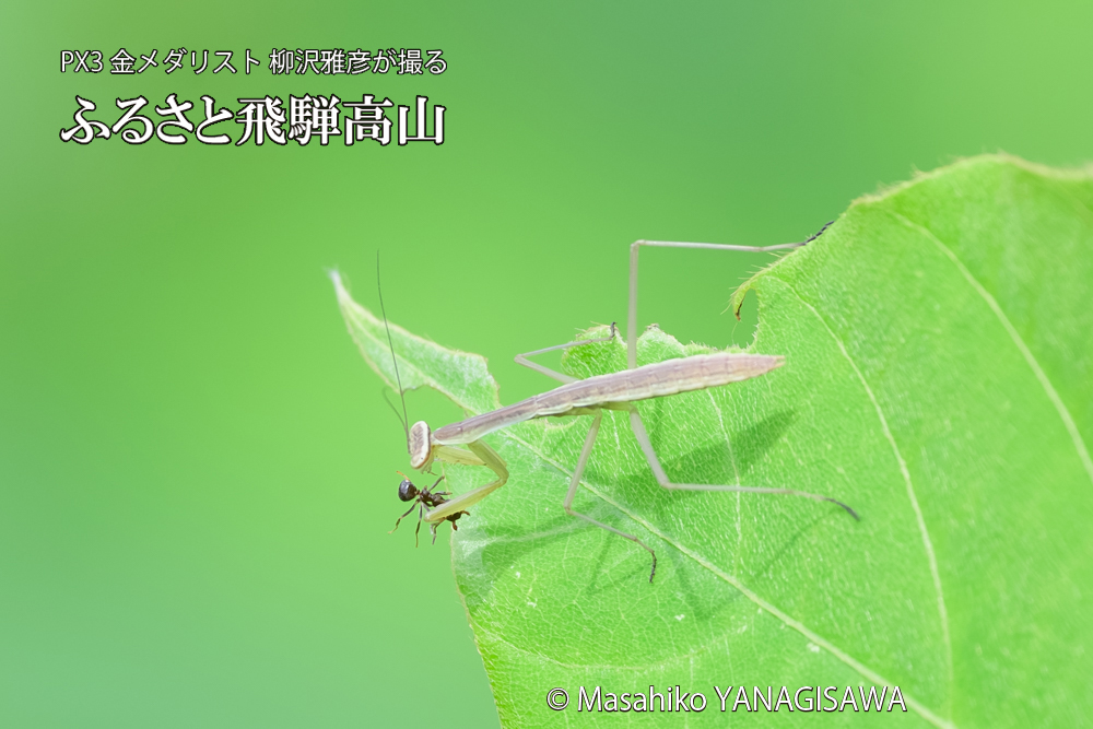 飛騨高山に棲むカマキリの写真です。