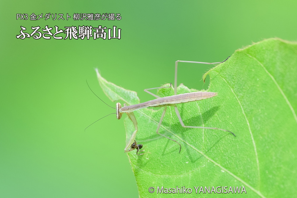 飛騨高山に棲むカマキリの写真です。
