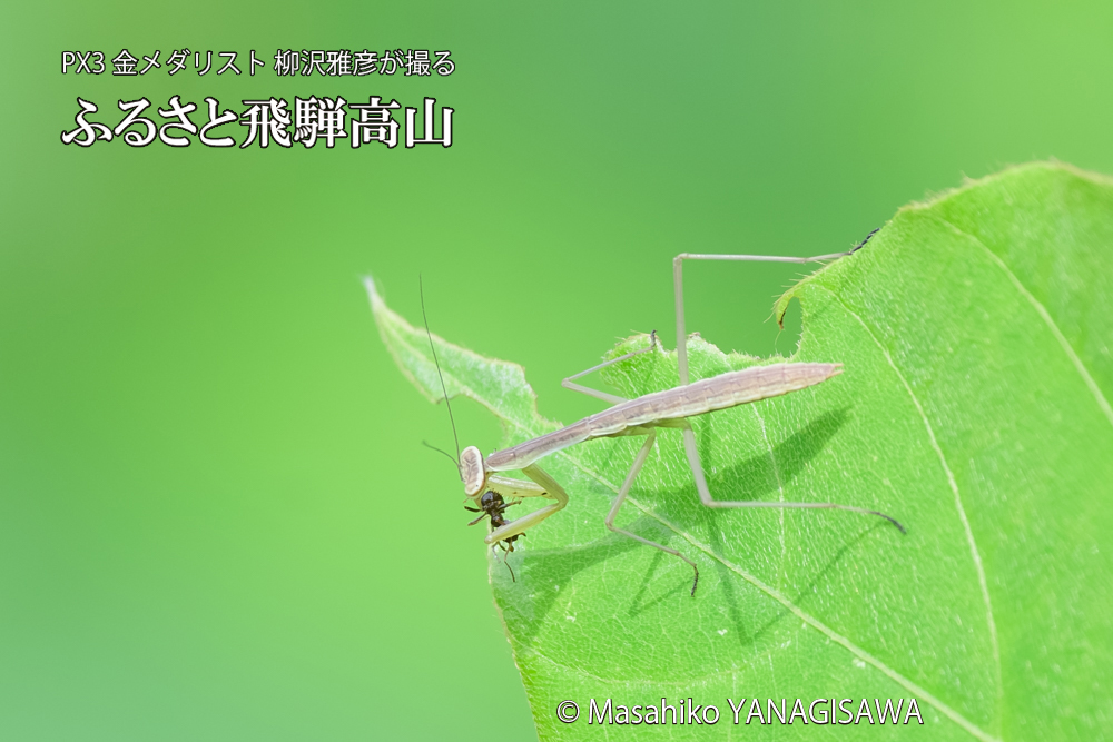 飛騨高山に棲むカマキリの写真です。