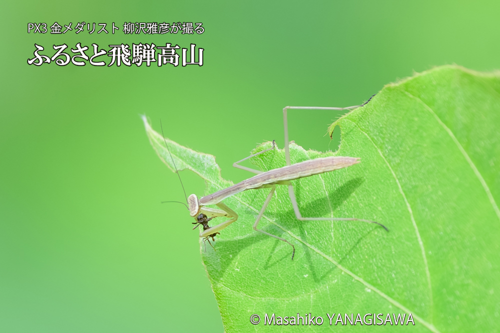 飛騨高山に棲むカマキリの写真です。