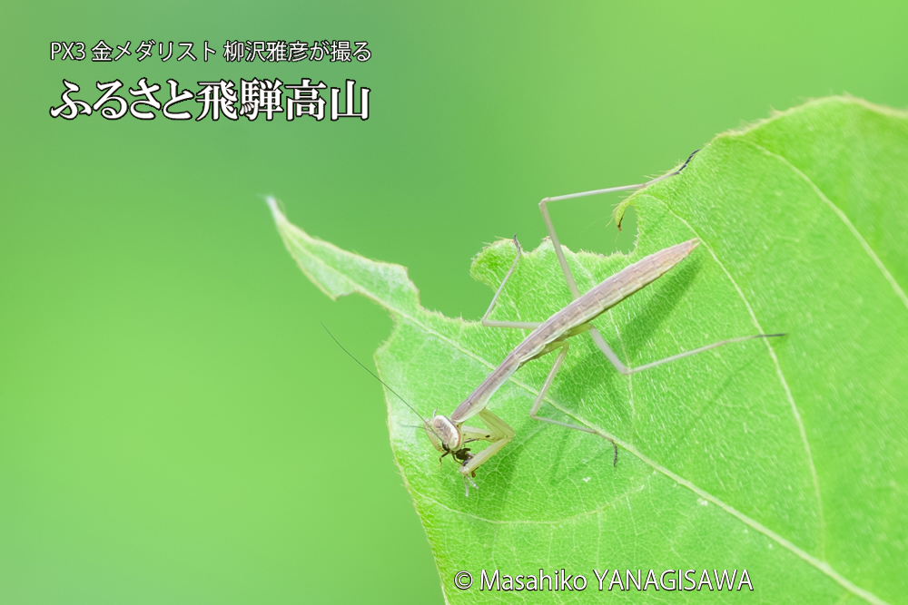 飛騨高山に棲むカマキリの写真です。