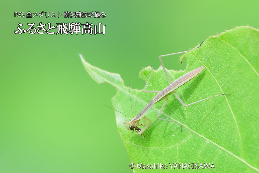飛騨高山に棲むカマキリの写真です。