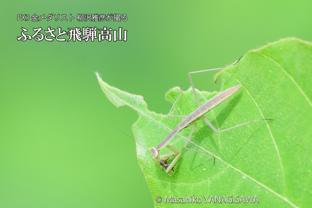 飛騨高山に棲むカマキリの写真です。
