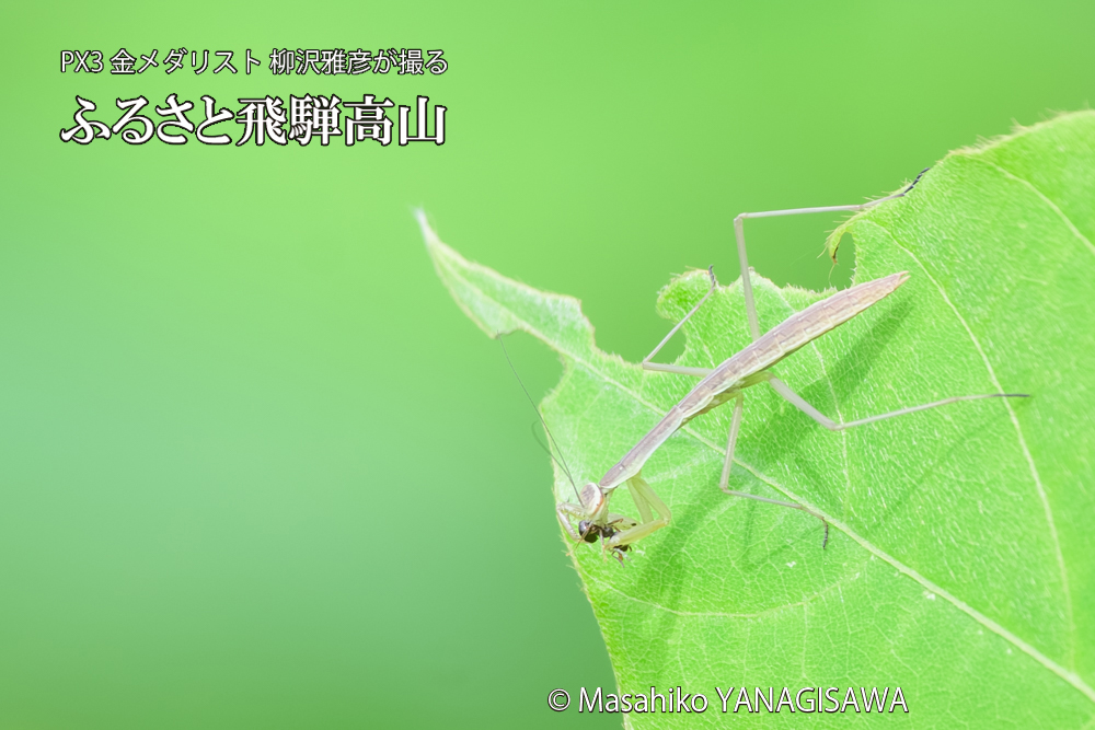飛騨高山に棲むカマキリの写真です。