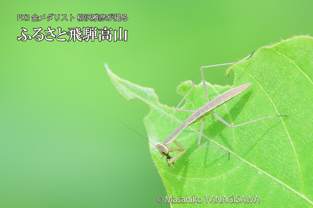 飛騨高山に棲むカマキリの写真です。