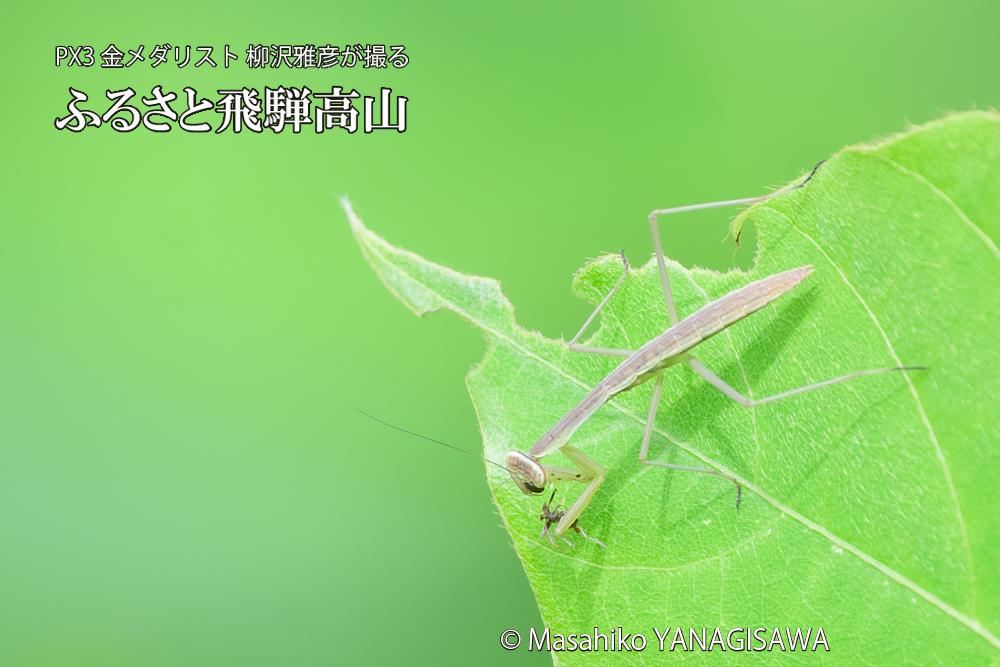 飛騨高山に棲むカマキリの写真です。