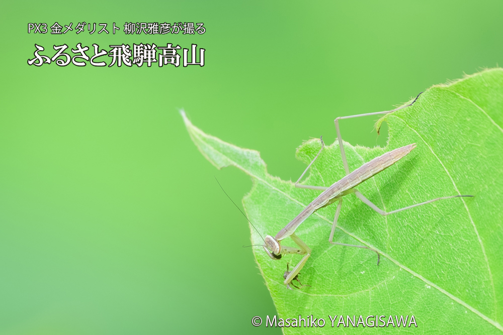 飛騨高山に棲むカマキリの写真です。