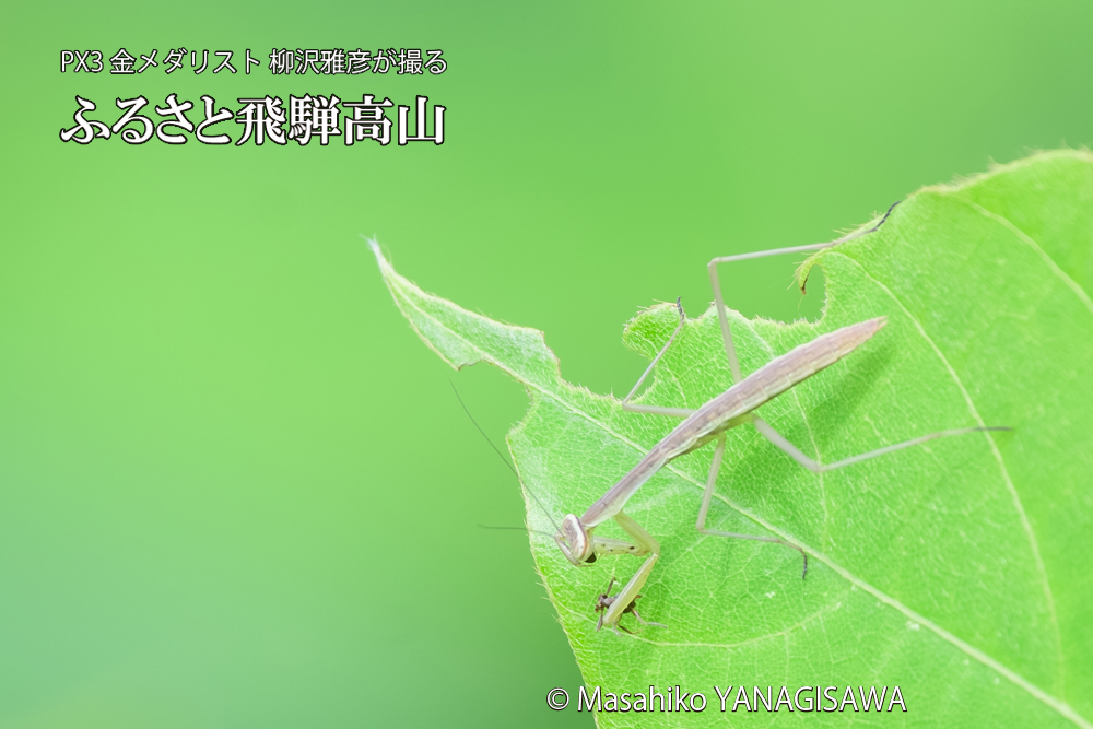 飛騨高山に棲むカマキリの写真です。