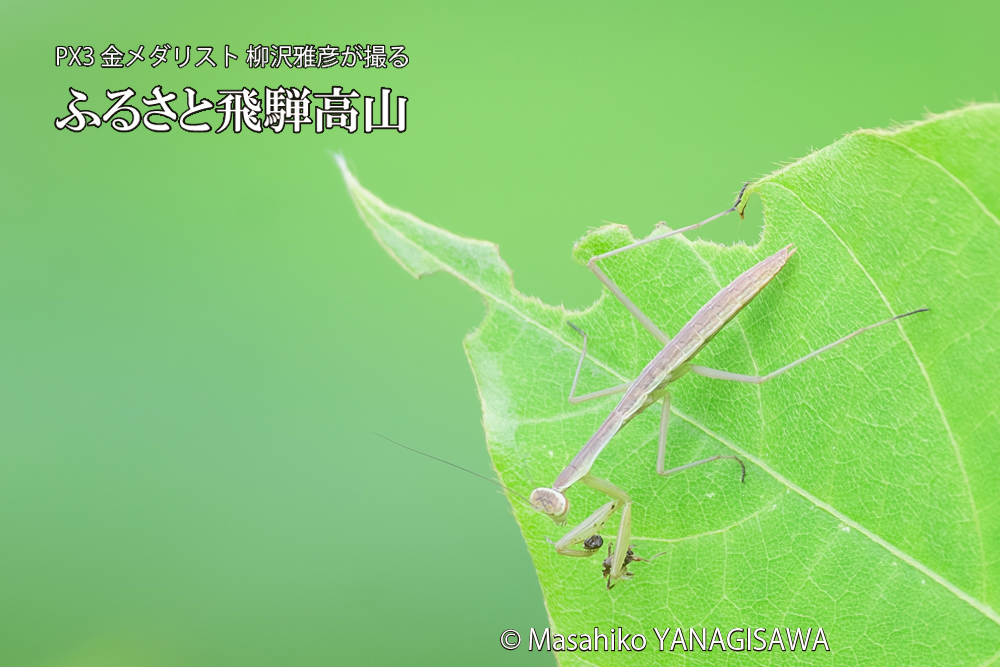 飛騨高山に棲むカマキリの写真です。