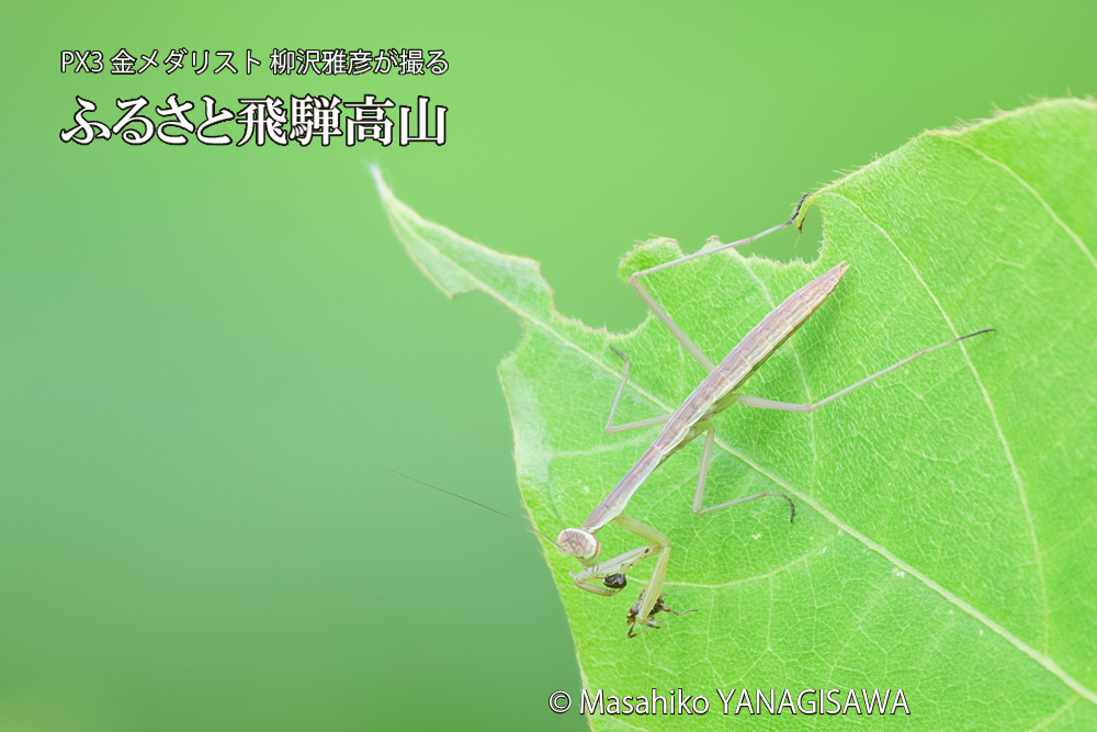 飛騨高山に棲むカマキリの写真です。
