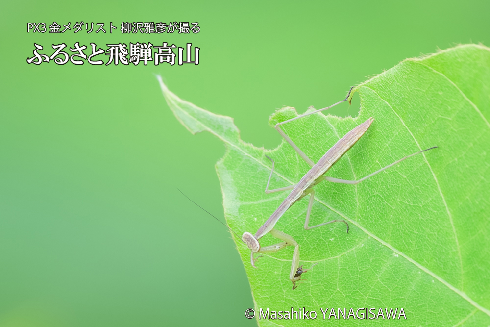 飛騨高山に棲むカマキリの写真です。