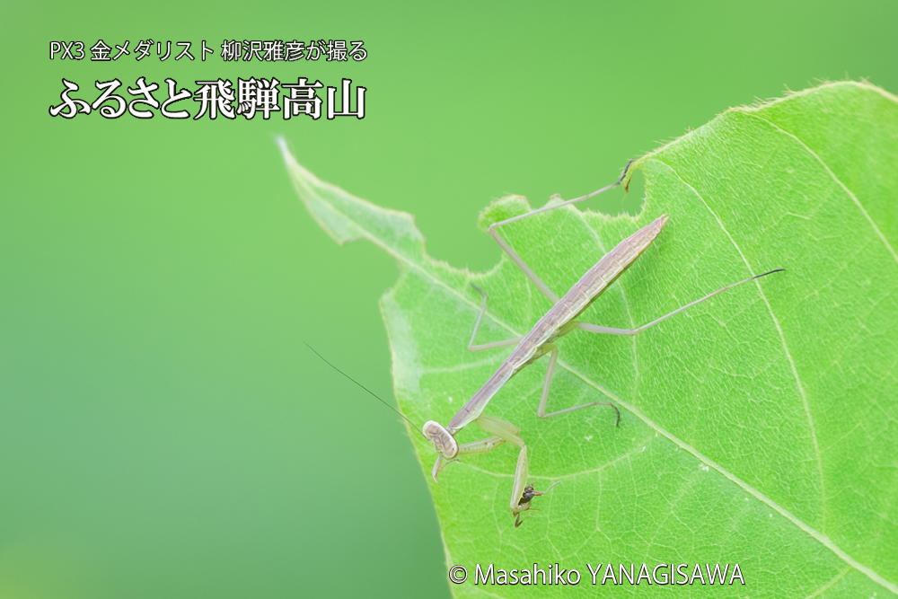 飛騨高山に棲むカマキリの写真です。