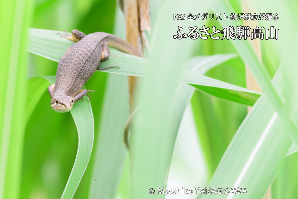 飛騨高山に棲むカナヘビの写真です。