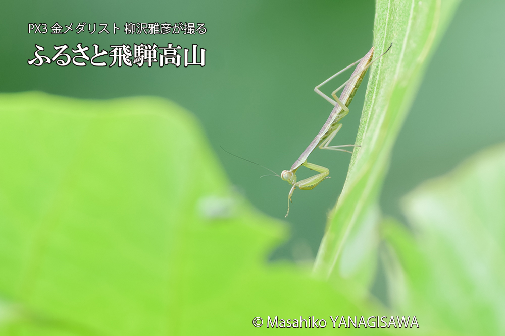 飛騨高山に棲むカマキリの写真です。
