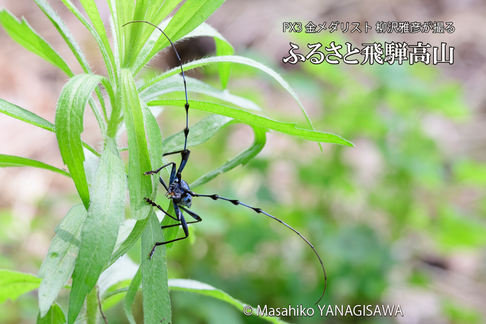 飛騨高山に棲むルリボシカミキリの写真です。