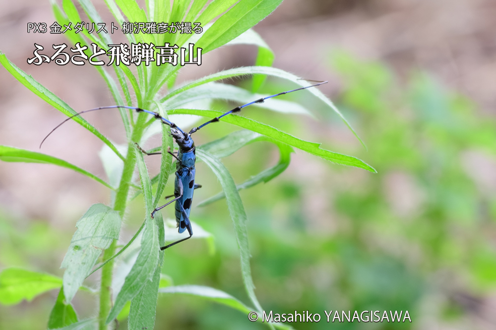 飛騨高山に棲むルリボシカミキリの写真です。