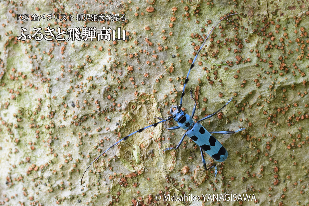飛騨高山に棲むルリボシカミキリの写真です。