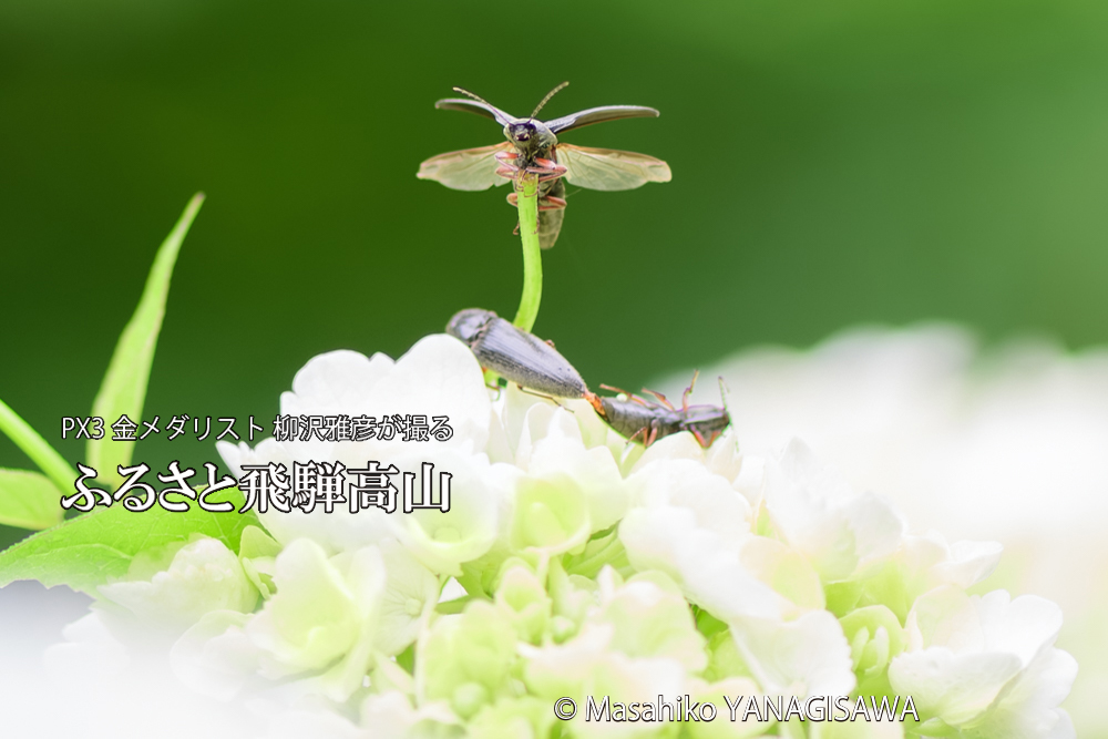 飛騨高山に棲むコメツキムシの写真です。