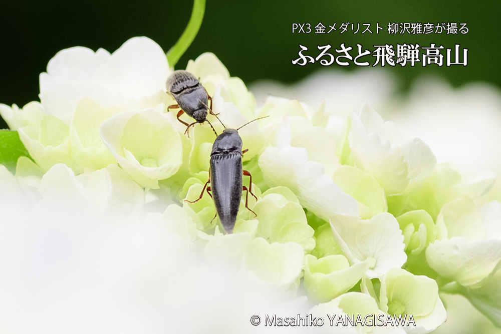 飛騨高山に棲むコメツキムシの写真です。