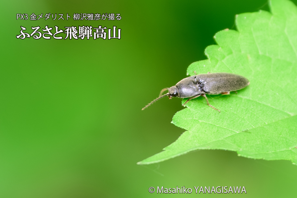 飛騨高山に棲むコメツキムシの写真です。