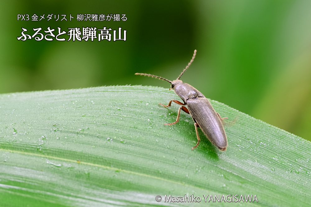 飛騨高山に棲むコメツキムシの写真です。