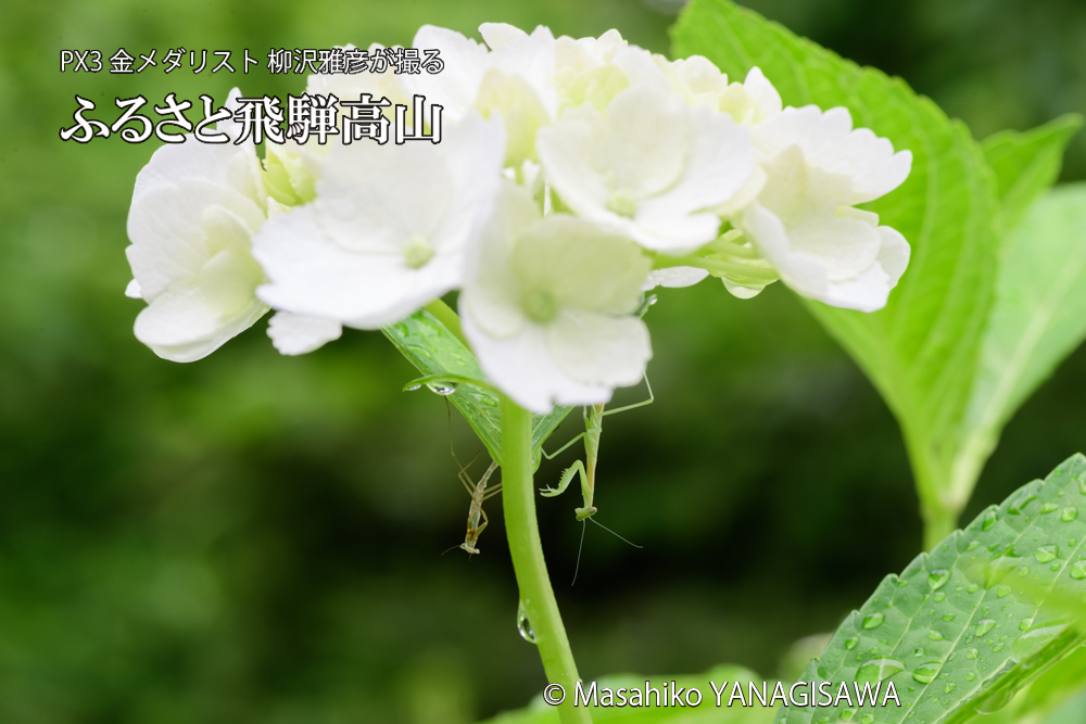 飛騨高山に棲むカマキリの脱皮の写真です。