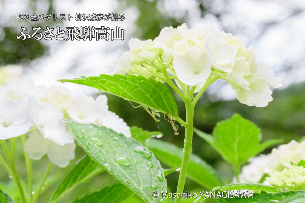 飛騨高山に棲むカマキリの脱皮の写真です。