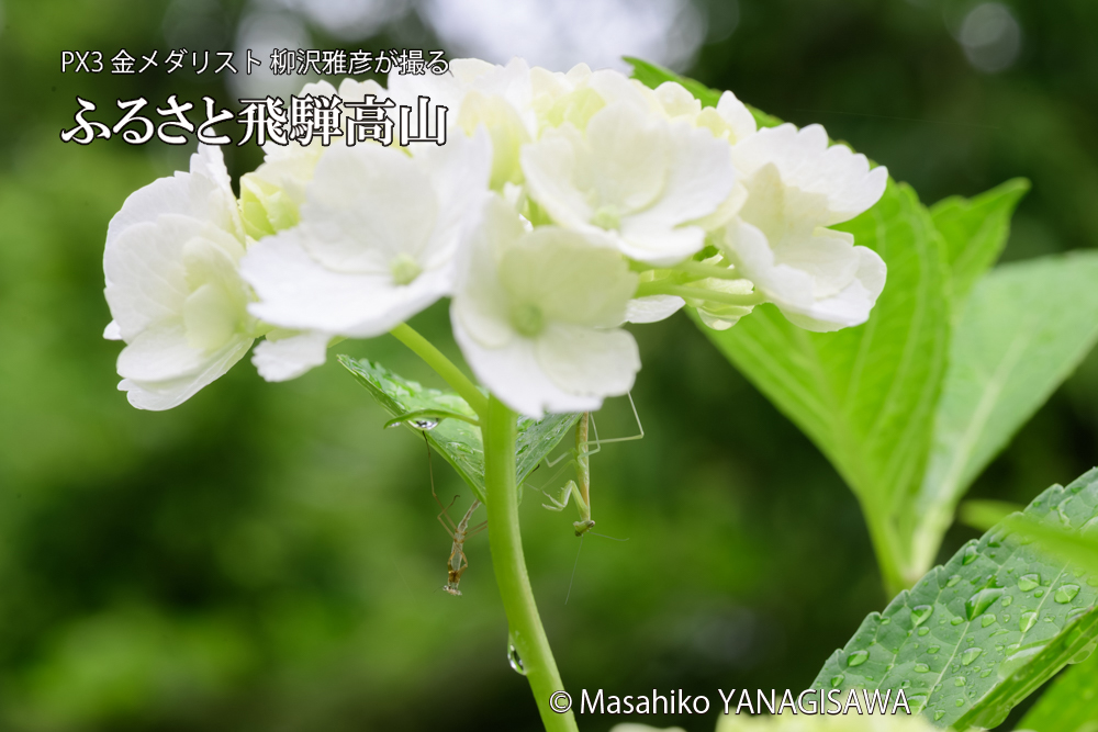 飛騨高山に棲むカマキリの脱皮の写真です。