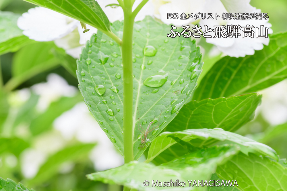 飛騨高山に棲むカマキリの脱皮の写真です。