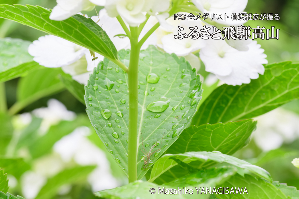 飛騨高山に棲むカマキリの脱皮の写真です。