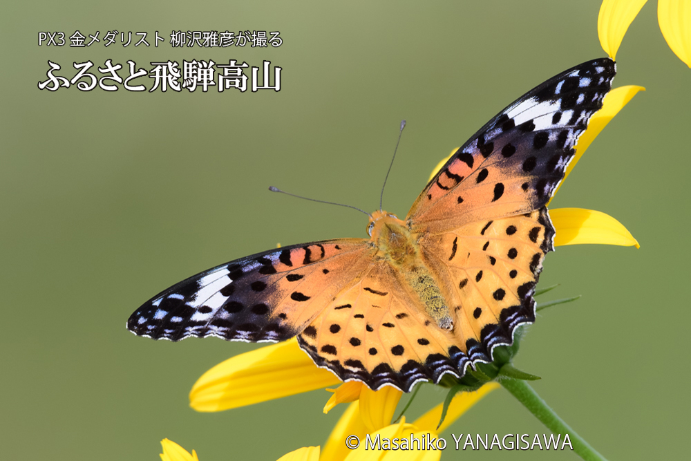 飛騨高山に棲む毒蝶に擬態するツマグロヒョウモン雌の写真です。