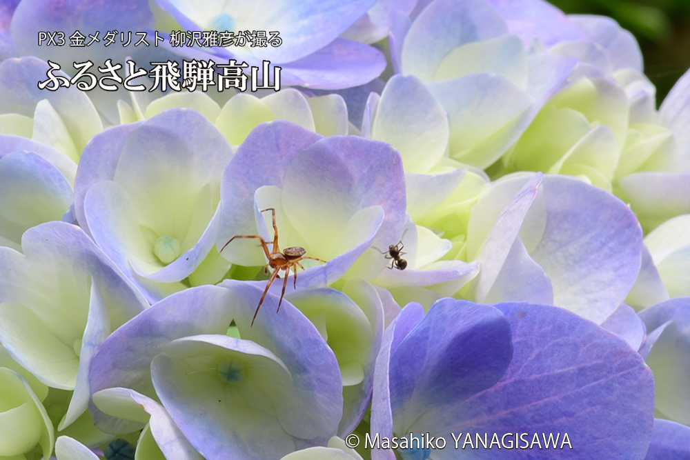 飛騨高山に棲むアリがクモを威嚇する様子の写真です。