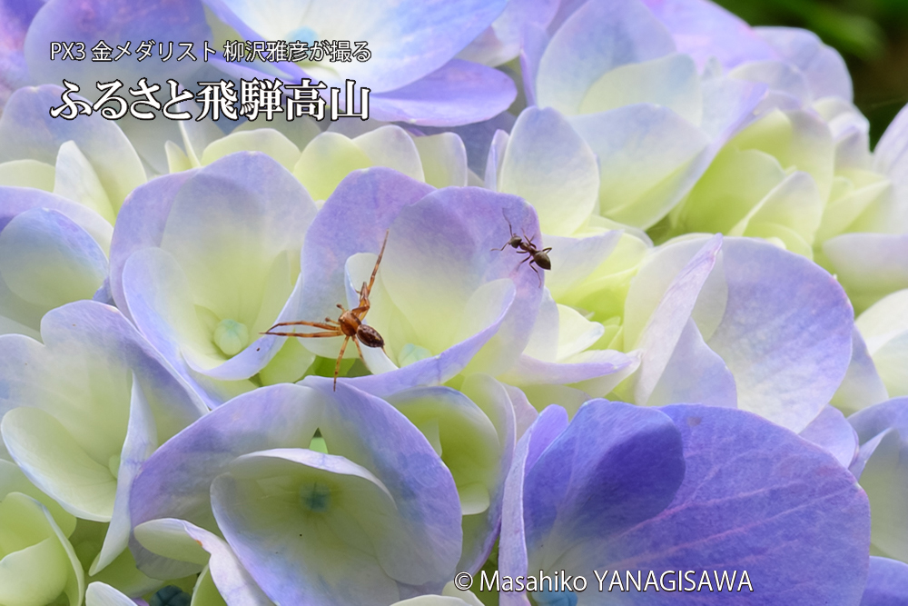 飛騨高山に棲むアリがクモを威嚇する様子の写真です。