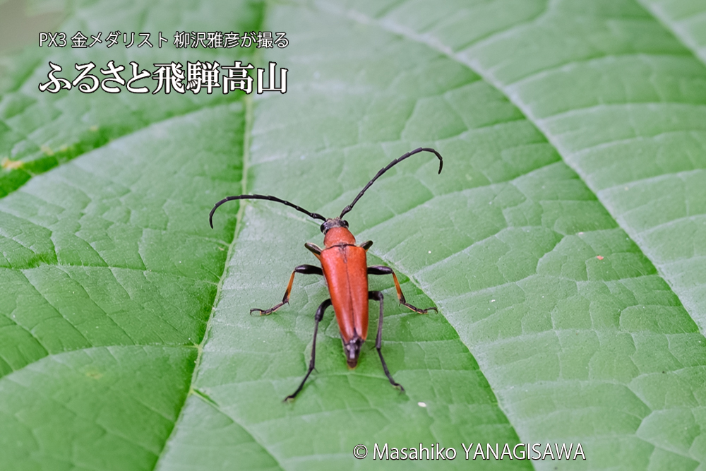 飛騨高山に棲むベニカミキリの写真です。
